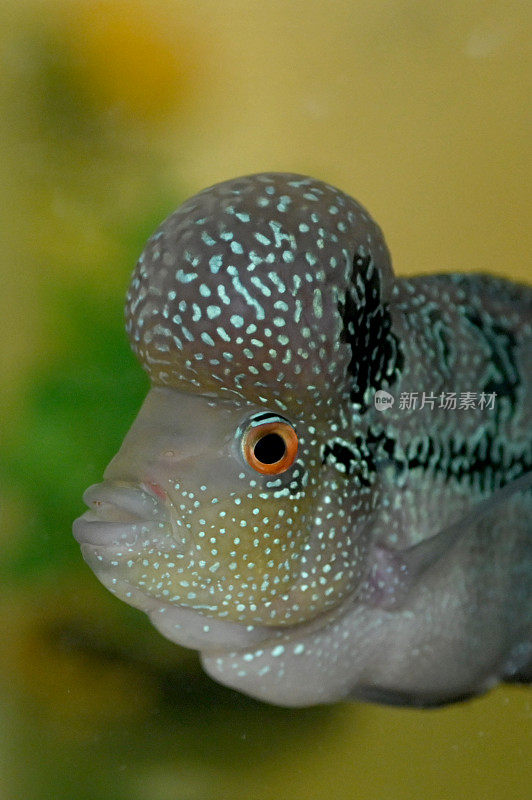 水族馆里美丽的大头火头慈鲷(chichlasoma Synspilum, Vieja Synspilum)。